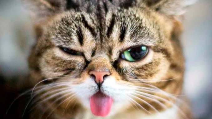 Аллергия на кошек у человека проявляется как реакция организма на восемь белков / Фото: inform-ua.info