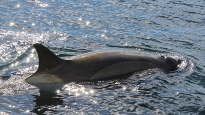 Эксперты подсчитали, в какую сумму может обойтись освобождение белух и косаток из "китовой тюрьмы" в Приморье /Фото: pixabay.com