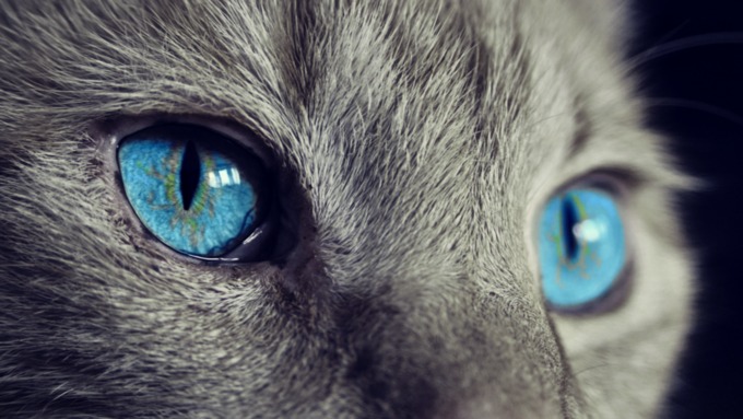 Сайто смогла доказать, что все кошки знают свои имена / Фото: pixabay.com