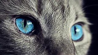 Сайто смогла доказать, что все кошки знают свои имена / Фото: pixabay.com
