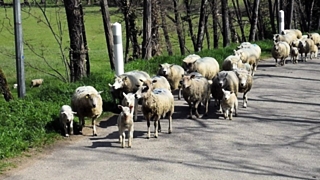 Злоумышленник проник в сарай сельчанина и похитил девять овец / Фото: ok.ru