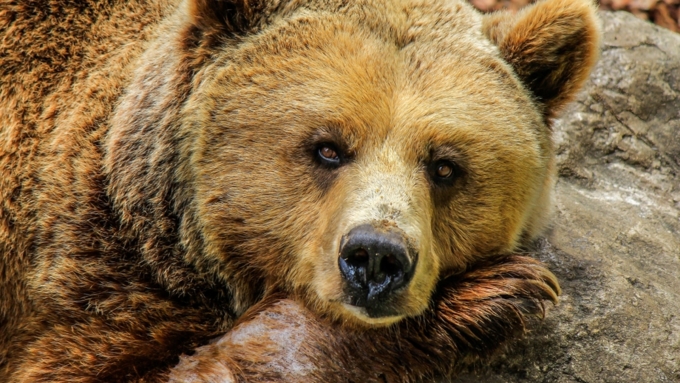 Первый медвежий рык раздался у кордона 5 апреля / Фото: pixabay.com