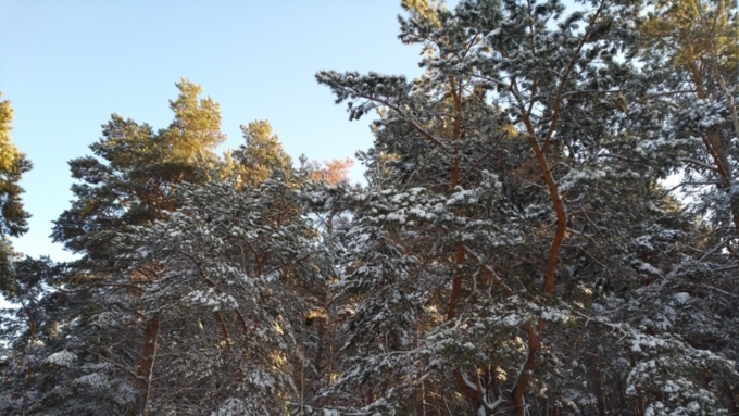 Алтайский лес взяли под защиту / Фото: Александра Черданцева