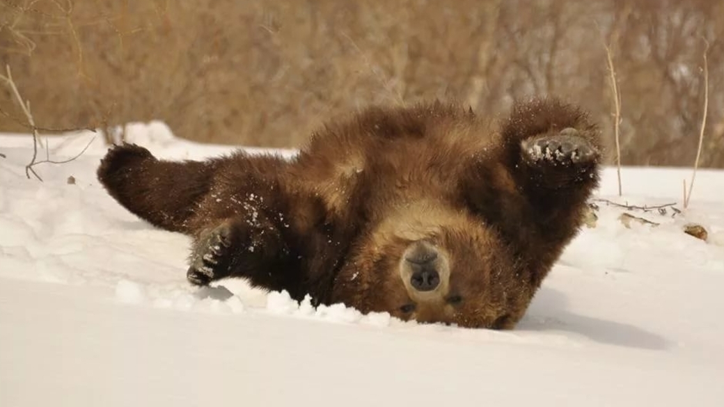 Пробуждение животных. Медведь проснулся. Медведь после спячки. Пробуждение медведя.