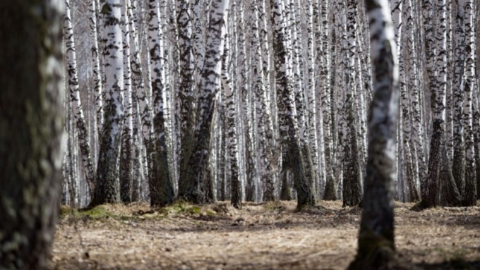 Порывы ветра будут достигать 14 метров в секунду / Фото: Вячеслав Мельников / Amic.ru