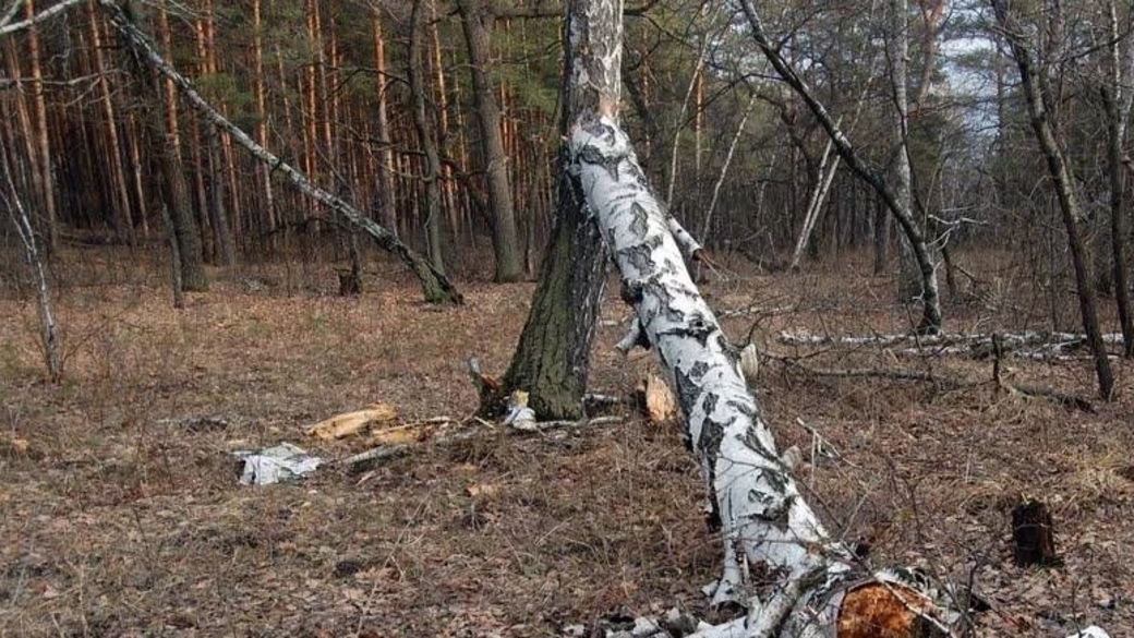 Поваленная береза. Сломанное дерево в лесу. Сломанный лес. Сломанная береза. Упала на березку