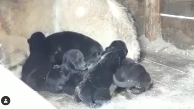 У волчицы родились восемь детенышей / Фото: скриншот из видео