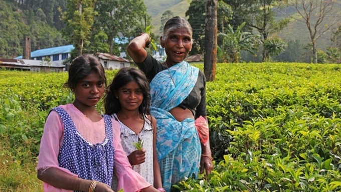 Чайная плантация на Шри-Ланке / Фото: pixabay.com