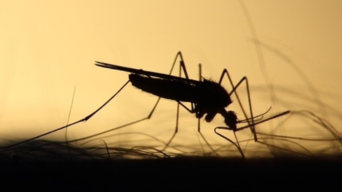 Комары появляются в мае / Фото: pixabay.com