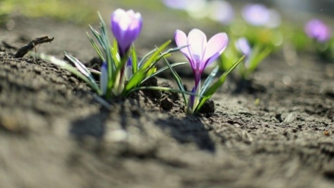 Осадков в пятницу синоптики не прогнозируют / Фото: Екатерина Смолихина / Amic.ru