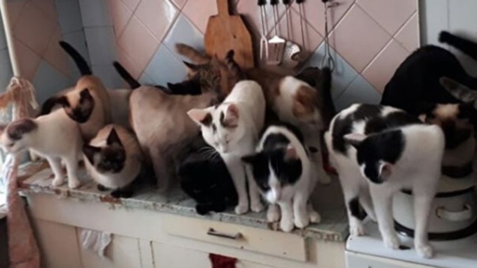 Добросердечная жительница Барнаула приютила в своей квартире 61 кошку / Фото: instagram.com/catshelp22/
