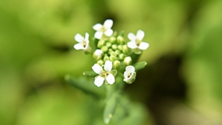 В Кулундинском и Благовещенском районах прогнозируют высокую пожароопасность / Фото: Константин Причиненко / Amic.ru