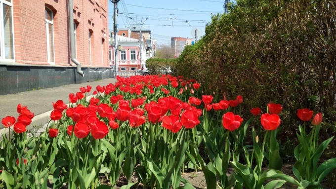 Порывы ветра в регионе будут достигать 12 метров в секунду / Фото: Константин Причиненко / Amic.ru 