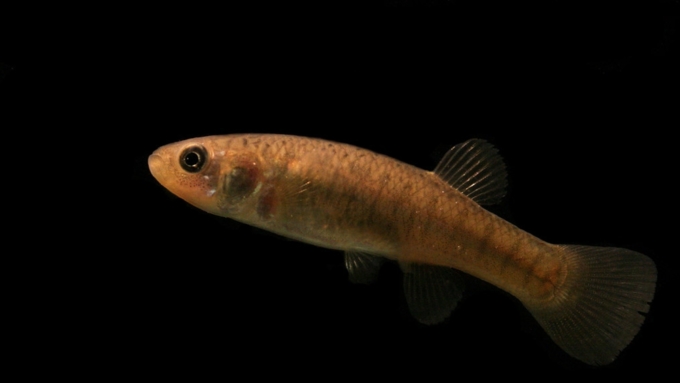 Некоторые виды рыб, такие как киллифиш, успешно выживают в грязном канале / Фото: clasbio.ru