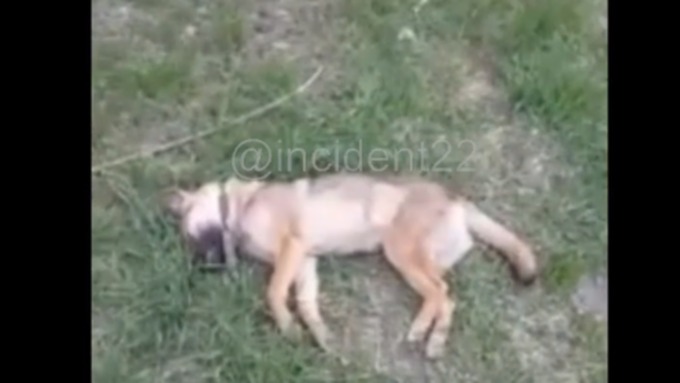 К приезду волонтеров собака скончалась / Фото: кадр из видео