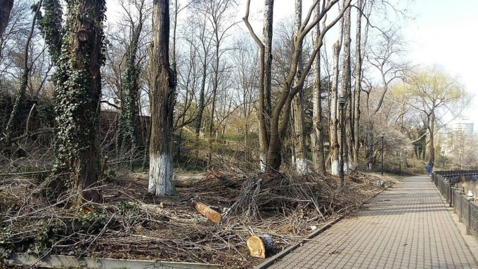 Сотрудники университета также проверят аварийные деревья с помощью спецприбора / Фото: crimea.kp.ru