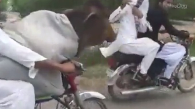 Корова едет практически на коленях у своего хозяина, который ведет мотоцикл