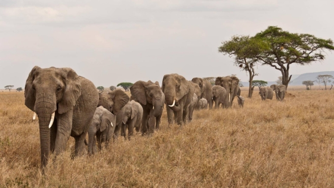 Численность слонов, как отмечают экологи, может расти примерно на 5% в год  / Фото: wwf.ch