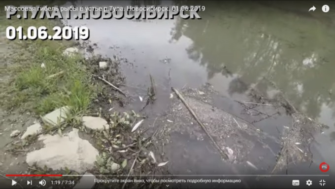 Новосибирец обнаружил у берега реки Тулы огромное количество мертвой рыбы / Фото: скриншот из видео