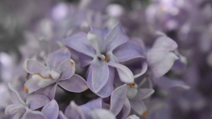 Сирень цветет / Фото: Константин Причиненко / Amic.ru