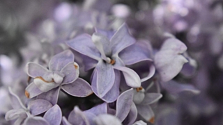 Сирень цветет / Фото: Константин Причиненко / Amic.ru