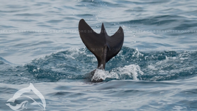 Специалисты полагают, что аномалия не доставляет дельфину больших неудобств / Фото: vk.com/sereneseadolphins