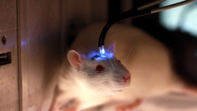 Опыты на мышах подтверждали феномен "склеивания" кровеносных систем / Фото: science-future.top