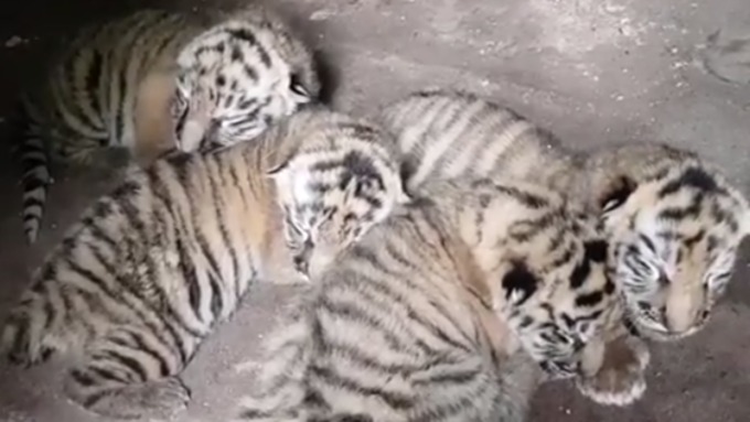Четыре новорожденных тигренка / Фото: скриншот из видео