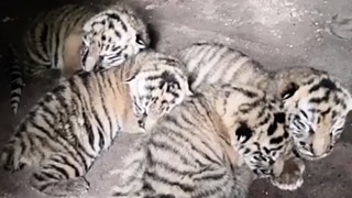 Четыре новорожденных тигренка / Фото: скриншот из видео