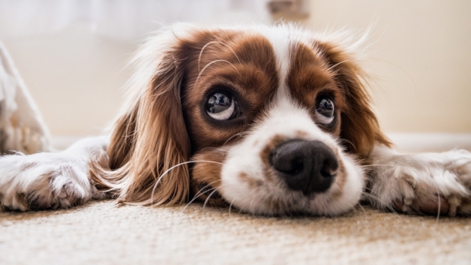 Британские биологи выяснили, как у собак появились "щенячьи" глаза / Фото: pixabay.com
