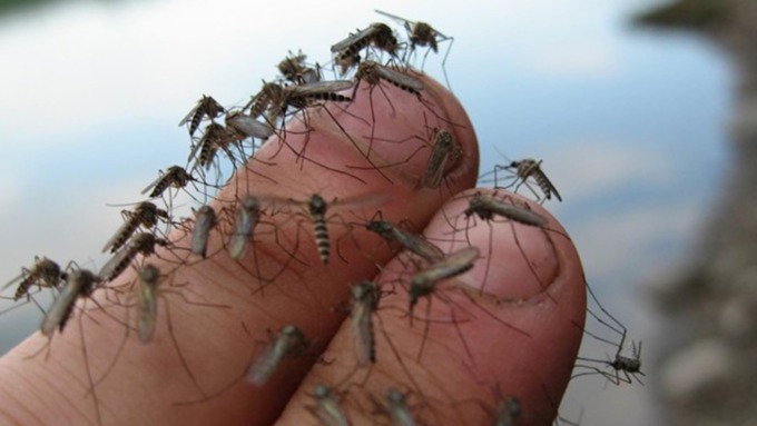 В третьей декаде июня сложились благоприятные условия для активного размножения комаров / Фото: zen.yandex.ru