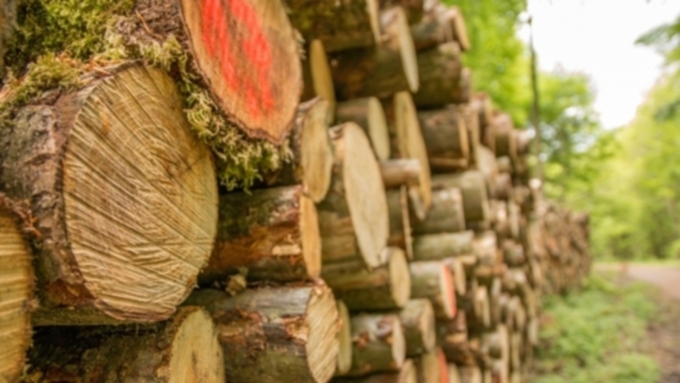 В 2018 году незаконно вырубили 10 тысяч кубометров древесины / Фото: c.pxhere.com