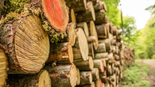 В 2018 году незаконно вырубили 10 тысяч кубометров древесины / Фото: c.pxhere.com