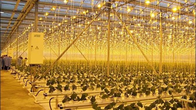 Теплица комбината "Индустриальный" / Фото: из архива amic.ru