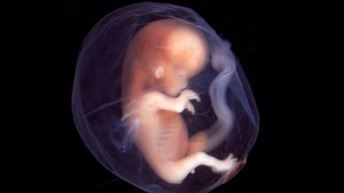 Регулирование правового статуса эмбриона в законодательстве РФ отсутствует / Фото: krestyanka.com