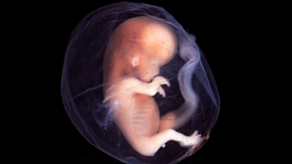 Регулирование правового статуса эмбриона в законодательстве РФ отсутствует / Фото: krestyanka.com