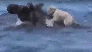 Собака забралась на плывущего лося и стала грызть его / Фото: скриншот из видео