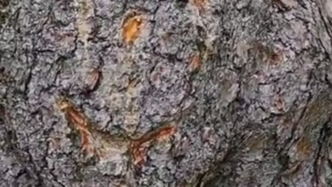 Вырезанный каким-то шутником на вековом дереве смайлик разгневал Казину / Фото: instagram.com/svetlana_kazina_altai/