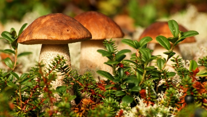 В грибах минимальное содержание жира и нет холестерина / Фото: sky-wall.ru