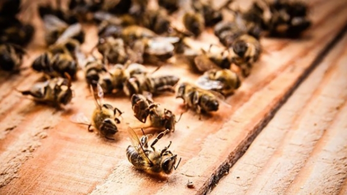 От пчеловодов министерство потребовало устанавливать точную причину гибели их пчел / Фото: agrarii.com