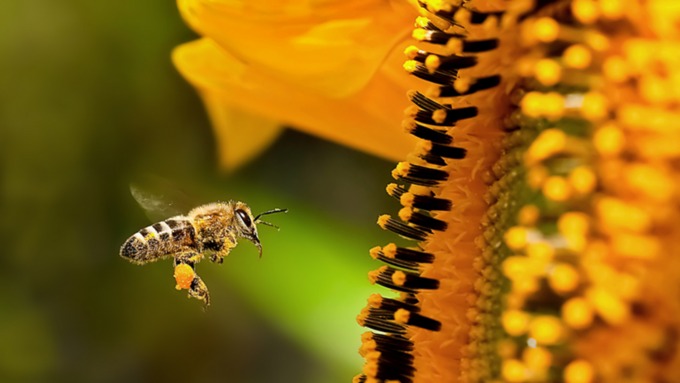 Сейчас опыление сельхозкультур на 90% зависит от пчел / Фото: braintwobrain.blogspot.com
