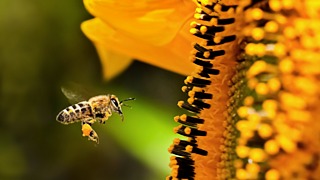 Сейчас опыление сельхозкультур на 90% зависит от пчел / Фото: braintwobrain.blogspot.com
