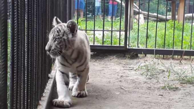 Семью Барнаульского зоопарка пополнил новый житель / Фото: кадр из видео