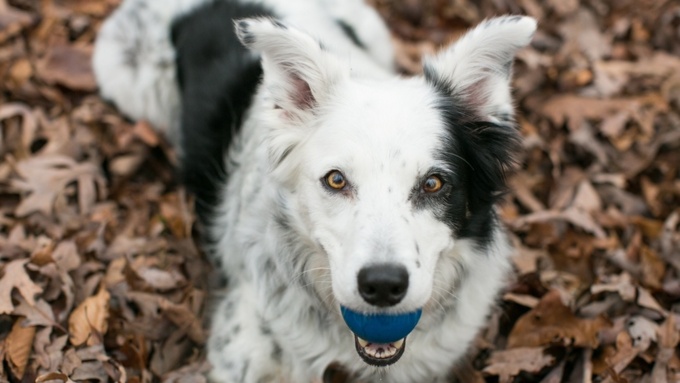 Самая умная собака умерла в возрасте 15 лет от естественных причин / Фото: blog.dognition.com
