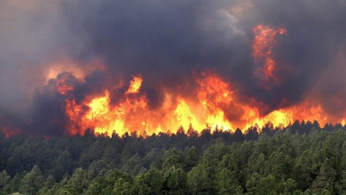 Пожарами прикрывали незаконные рубки в лесах /  Фото: yandex.by
