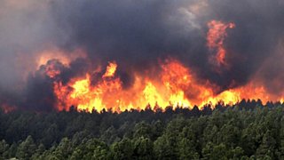 Пожарами прикрывали незаконные рубки в лесах /  Фото: yandex.by