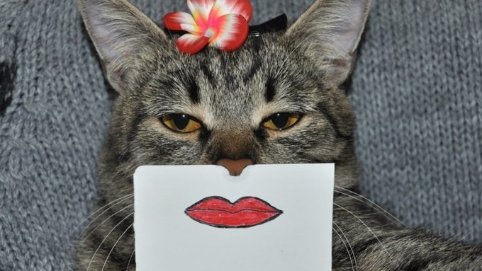 В России кошек приютили на 13% больше, чем собак / Фото: i.ytimg.com