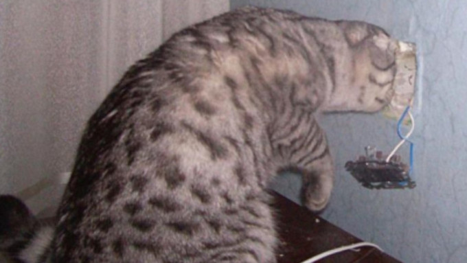 Суд оправдал кота, обвиненного в воровстве электричества / Фото: itd1.mycdn.me