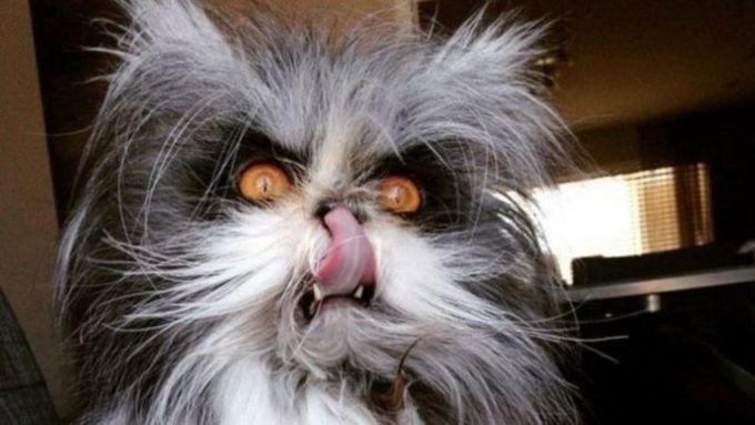 Кошки способны чувствовать настроение хозяина и сопереживать / Фото: predpohod.ru