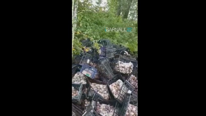 Свалку слив в лесополосе нашли жители Барнаула / Фото: кадр из видео